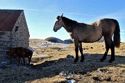 55 E sul 101 risaliamo ai pascoli della Baita Cabretondo (1869 m) 